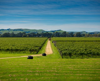 Matahiwi Estate